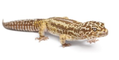 Albino Striped Leopard gecko, Eublepharis macularius, in front of white background clipart