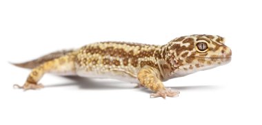 Albino çizgili leopar gecko, beyaz arka plan önünde eublepharis macularius