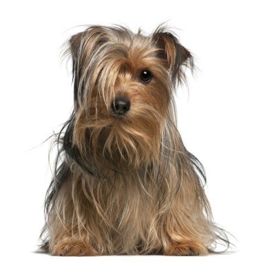 Yorkshire terrier, 2 yıl yaşlı, beyaz arka plan oturan