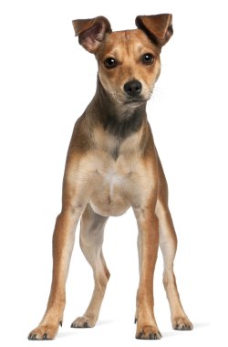 karışık-breed köpek, 7 ay yaşlı, beyaz arka plan duran