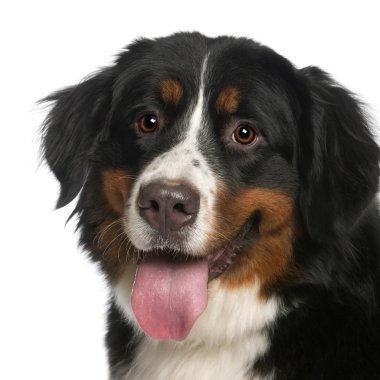 Close-up of Bernese Mountain Dog, 12 months old, panting in front of white background clipart