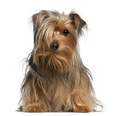 Yorkshire terrier, 4 yıl yaşlı, beyaz arka plan oturan