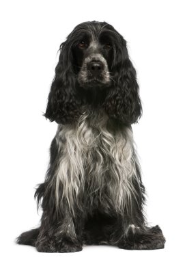 İngiliz cocker spaniel, 2,5 yıl yaşlı, beyaz arka plan oturan