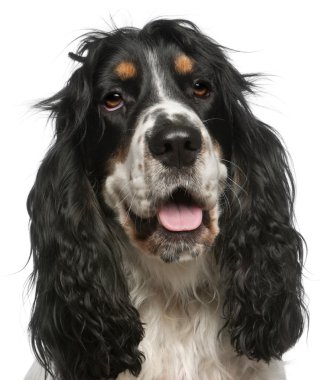 İngiliz cocker spaniel, 6 yaşında beyaz arka plan, yakın çekim