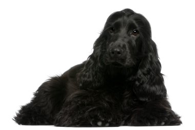 İngiliz cocker spaniel köpek, 5 aylık beyaz arka plan yalan