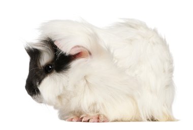 Habeş kobay, beyaz arka plan oturan cavia porcellus,