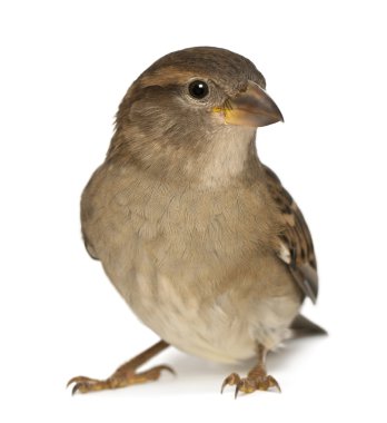 Male House Sparrow - Passer domesticus (5 months old) clipart