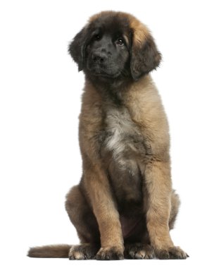 Beyaz arka plan oturan genç leonberger