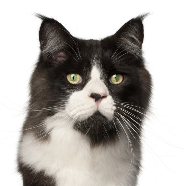 Maine coon kedi, 15 ay yaşlı, beyaz arka plan