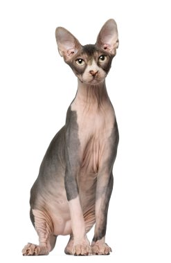 Sphynx kedi, 7 ay yaşlı, önünde oturan arka plan beyaz.