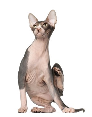 Sphynx kedi, 7 ay yaşlı, önünde oturan arka plan beyaz.