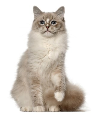 Ragdoll cat, 1 year old, sitting in front of white background clipart