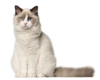 Ragdoll kedi, 6 ay yaşlı, önünde oturan arka plan beyaz.