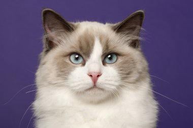 Ragdoll cat, 6 months old, in front of purple background clipart