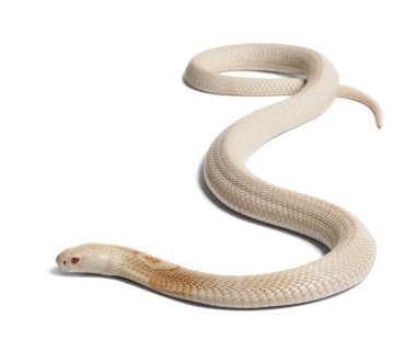 Albinos monocled cobra - Naja kaouthia (poisonous), white backg clipart