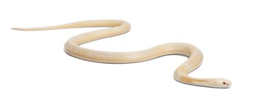 Albino monocled Kobra - naja kaouthia (zehirli), beyaz backg