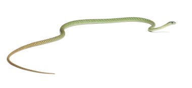 Batı yeşil mamba - dendroaspis viridis, zehirli, beyaz bac