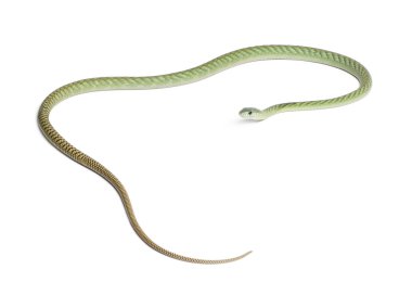 Batı yeşil mamba - dendroaspis viridis, zehirli, beyaz bac