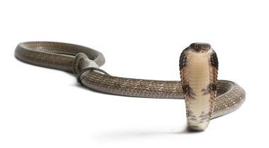 Kral Kobra - ophiophagus hannah, zehirli, beyaz arka plan