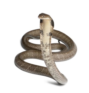 Kral Kobra - ophiophagus hannah, zehirli, beyaz arka plan