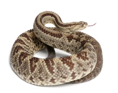 South American rattlesnake - Crotalus durissus, poisonous, whit clipart