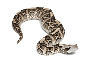 gaboon viper - bitiş gabonica, zehirli, beyaz arka plan