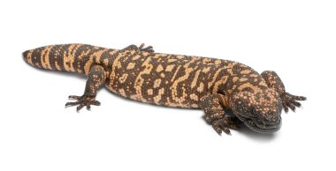 Gila monster - Heloderma suspectum, poisonous, white background clipart