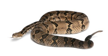 ahşap çıngıraklı yılan - crotalus horridus atricaudatus, zehirli,