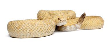 Albino Batı diamondback çıngıraklı yılan - crotalus atrox, zehir