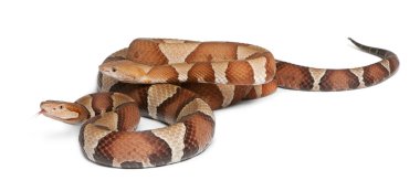 Male and female Copperhead snake or highland moccasin - Agkistro clipart