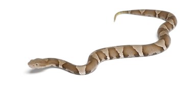 Genç zehirli yılan yılan ya da highland SütBeyaz - bakır contor