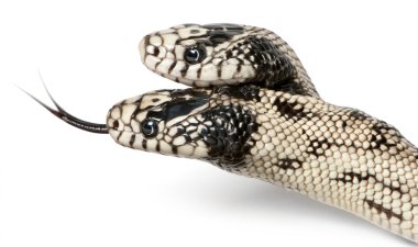 iki başlı Doğu kingsnake - lampropeltis getula californiae,