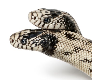 iki başlı Doğu kingsnake - lampropeltis getula californiae,