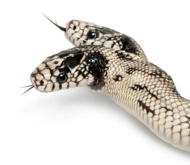 iki başlı Doğu kingsnake - lampropeltis getula californiae,