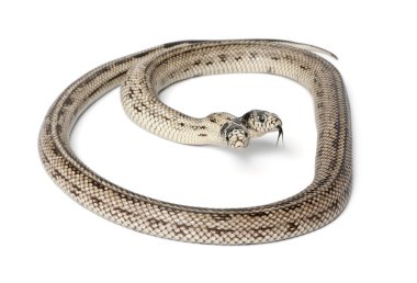 iki başlı Doğu kingsnake - lampropeltis getula californiae,