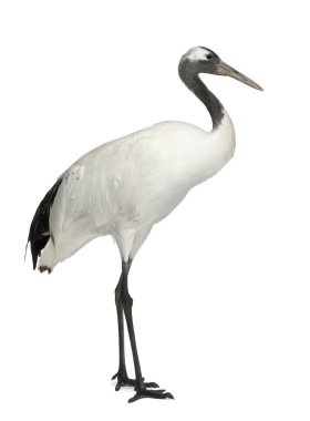 Young Red-crowned Crane, Grus japonensis, also called the Japanese Crane or Manchurian Crane, standing in front of white background clipart