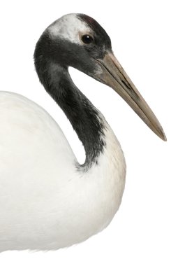 Young Red-crowned Crane, Grus japonensis, also called the Japanese Crane or Manchurian Crane in front of white background clipart