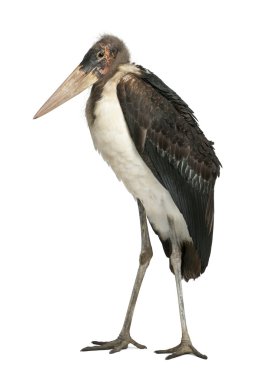 Marabou Stork, Leptoptilos crumeniferus, 1 year old, standing in front of white background clipart