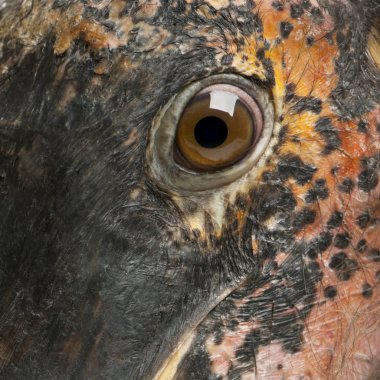 Marabou leylek, leptoptilos crumeniferus, 1 yaşında yakın çekim