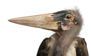 Marabou Stork, Leptoptilos crumeniferus, 1 year old, in front of white background clipart