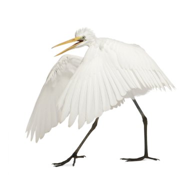 Büyük ak balıkçıl, büyük beyaz balıkçıl ya da ortak balıkçıl, ardea alba, beyaz arka plan duran