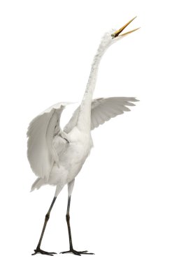 Great Egret or Great White Egret or Common Egret, Ardea alba, standing in front of white background clipart