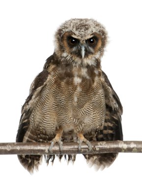 Portrait of Brown Wood Owl, Strix leptogrammica, perching in fro clipart