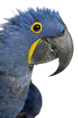 Portrait of Hyacinth Macaw, Anodorhynchus hyacinthinus in front of white background clipart