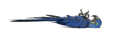 Hyacinth Macaw, Anodorhynchus hyacinthinus in front of white bac clipart