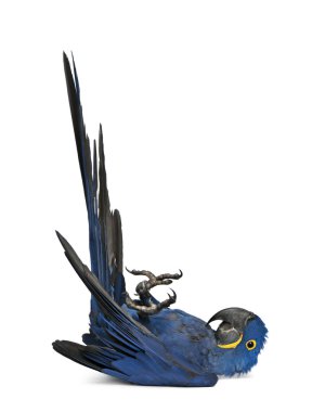 Portrait of Hyacinth Macaw, Anodorhynchus hyacinthinus in front clipart