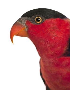 Portrait of Black-capped Lory, Lorius lory, also known as Western Black-capped Lory or the Tricolored Lory, a parrot in front of white background clipart