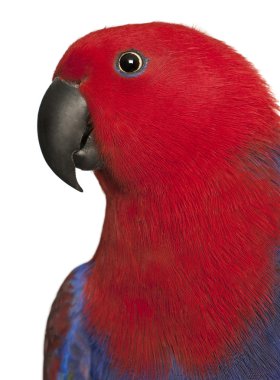 dişi eclectus papağanı, beyaz arka plan önünde eclectus roratus, yakın çekim