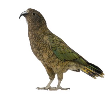 Kea, nestor notabilis, beyaz arka plan duran bir papağan