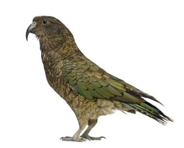 Kea, nestor notabilis, beyaz arka plan duran bir papağan